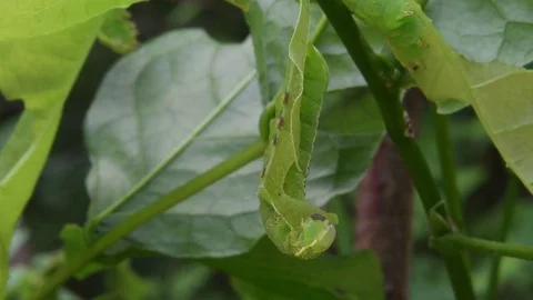 Moth caterpillar devouring Stock Footage 82413383