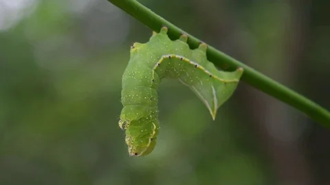 Moth caterpillar hanging upside down Stock Footage 82413389