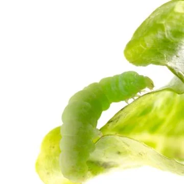 Moth caterpillar Stock Photos