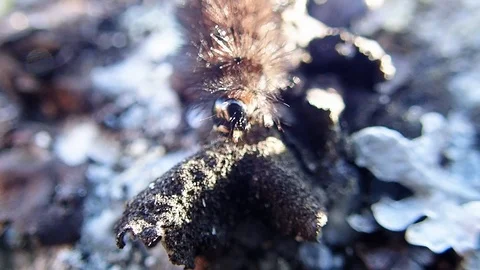 Moth caterpillar reaching upwards Stock Footage 88447327