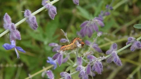 Moth caterpillar sitting Stock Footage 83293738