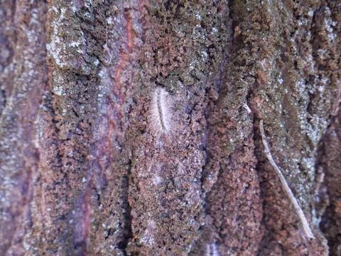 Moth caterpillar on tree Stock-Fotos