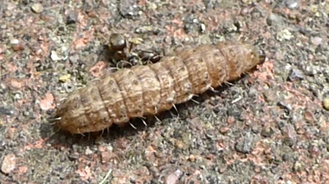 A moth caterpillar walks as it's being attacked by 2 soldier ants 9 of 10 Stock Footage 43427948
