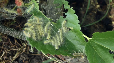 Moth Caterpillars Eating Leaf of Mulberry Tree HD 動画素材 35498707
