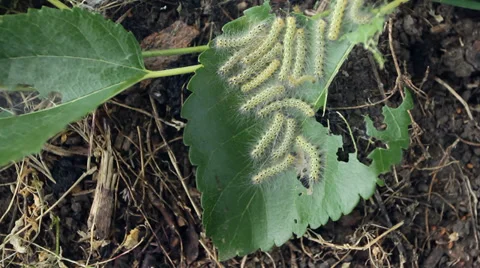 Moth Caterpillars Eating Leaf of Mulberry Tree HD 스톡 동영상 35499114