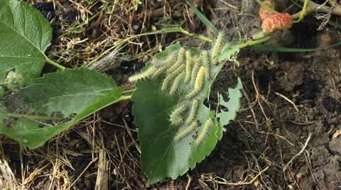 Moth Caterpillars Eating Leaf of Mulberry Tree HD Stock Footage 35528352