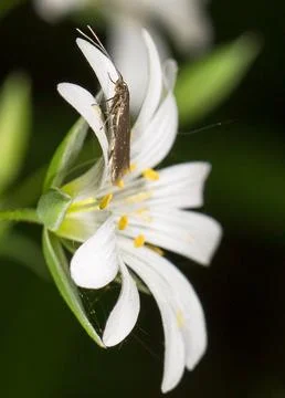 Moth on a chickweed flower Foto stock