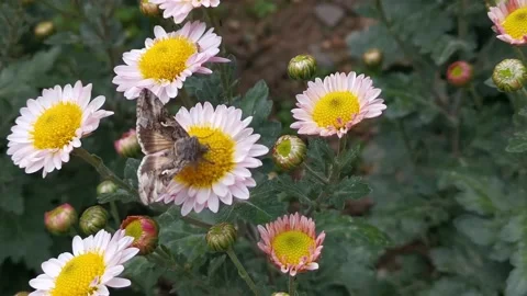 Moth on chrysanthemum close-up collecting nectar top view Video stock 141507893