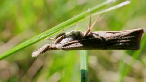 Moth Clinging to Grass Blade Up-Close Macro Nature Video Vidéo 339621629