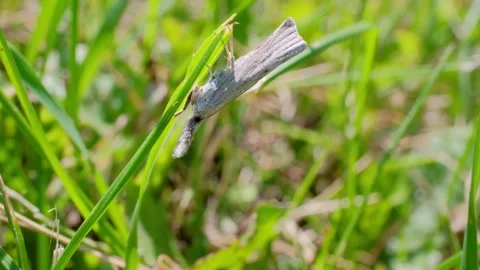 Moth Clinging to Grass Blade in Summer Breeze Nature Video Vidéo 339377450