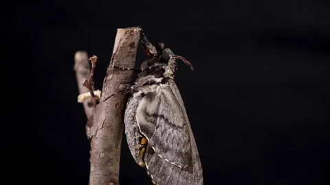 Moth close up 5 spotted hawk moth close up. Stock Footage 249882865