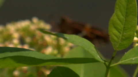 Moth Close-Up Eating Pollen Stock Footage 302936