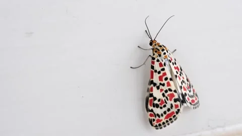 Moth close-up Stock Footage 320070025