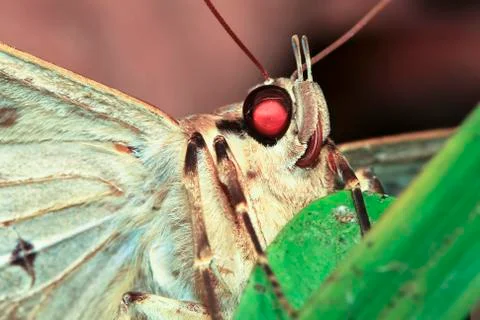 Moth up close at night in Belize Stock Photos