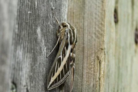 Moth Close Up Stock Photos