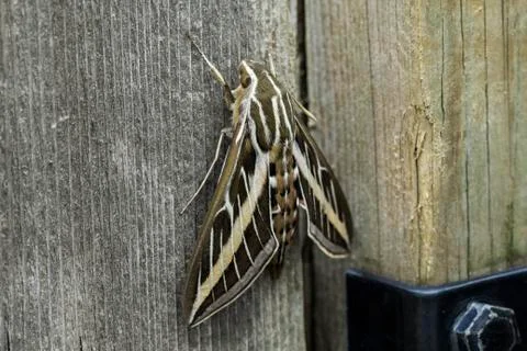 Moth Close Up Stock Photos