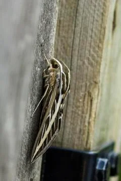 Moth close up Foto stock