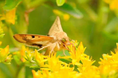 A moth, close-up Stock Photos