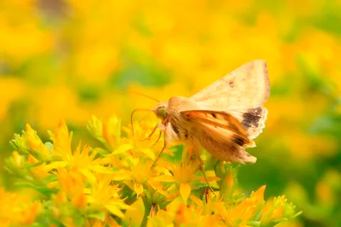 A moth, close-up Stock Photos