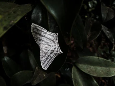 Moth Close-up Stock Photos