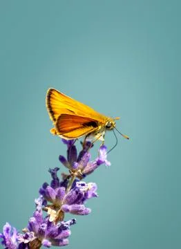 Moth close up standing on the flower Stock Photos