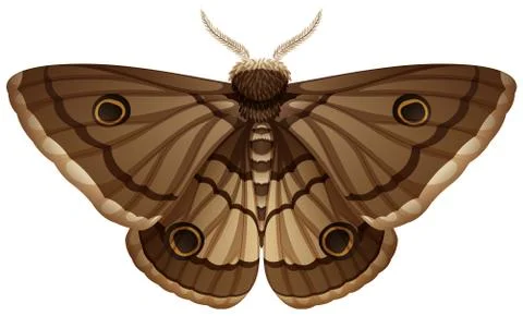 Moth closeup white background Stock Illustration