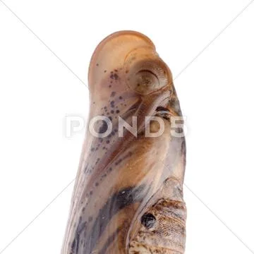 Moth cocoon Stock Photos