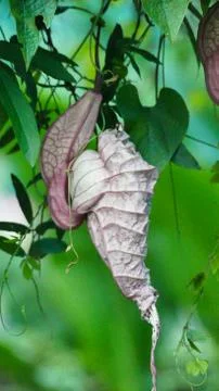 Moth cocoon Stock Photos