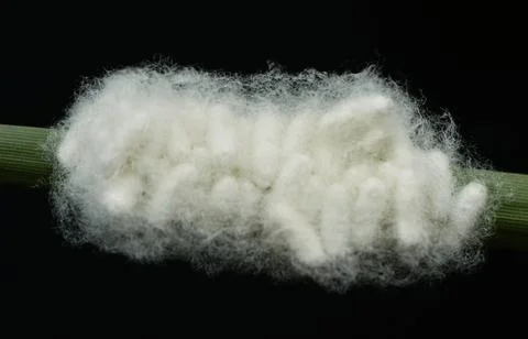 Moth cocoons Stock Photos