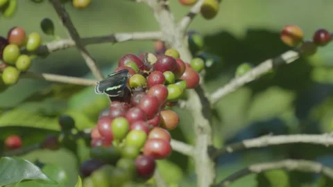 Moth on Coffee Beans Stock Footage 280592013