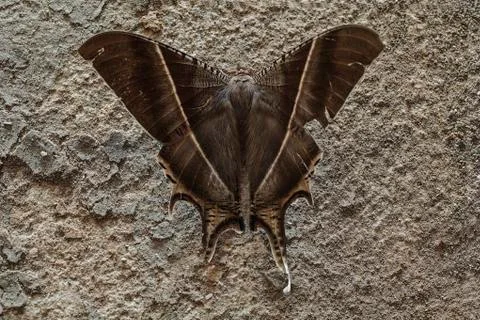 Moth on concrete ground Foto stock