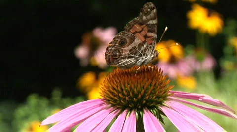 Moth on Coneflower Stock-Footage 844159