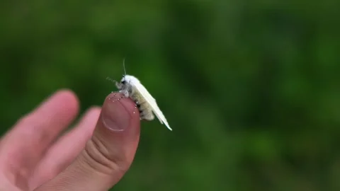 Moth crawling on the hand, large moth on the palm of the hand, slow motion Stock Footage 250408440
