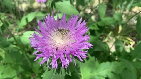 A moth crawls along  the yellow middle of the flower and drinks the nectar Stock Footage 244200799
