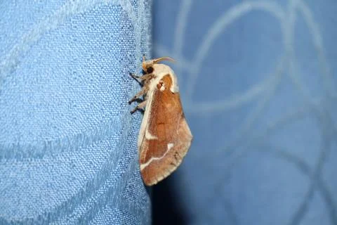 A moth is on the curtain. Fotos de archivo