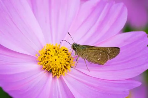 Moth on daisy Stock Photos