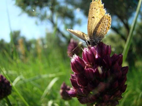 Moth drinks the nectar Stock Photos
