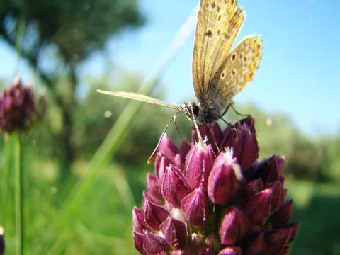Moth drinks the nectar Foto stock