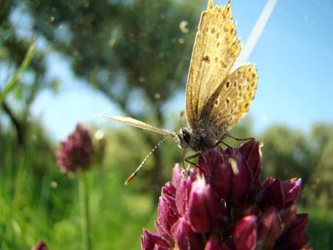 Moth drinks the nectar Stock Photos