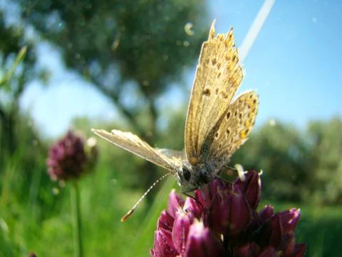 Moth drinks the nectar Stock Photos