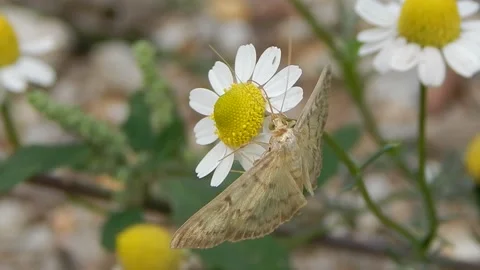 Moth eating nectar from daisy flower Stock Footage 141817419