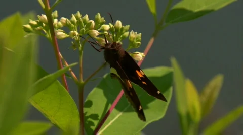 Moth Eating Pollen Close Up Stock Footage 302937