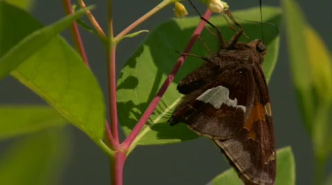 Moth Eating Pollen Stock Footage 302940