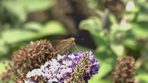 Moth enjoying Nectar from flower Vídeo Stock 137481524