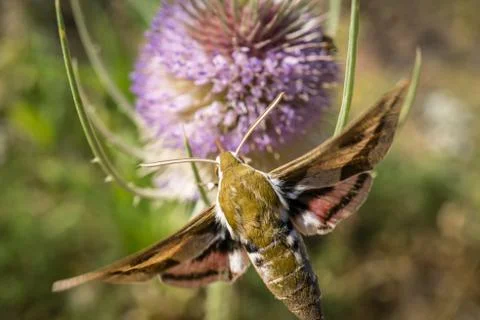 Moth extracting nectar from a thistle Stock Photos
