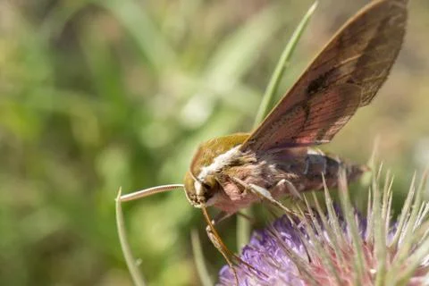 Moth extracting nectar from a thistle Foto stock
