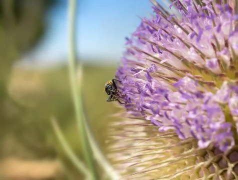 Moth extracting nectar from a thistle Stock Photos