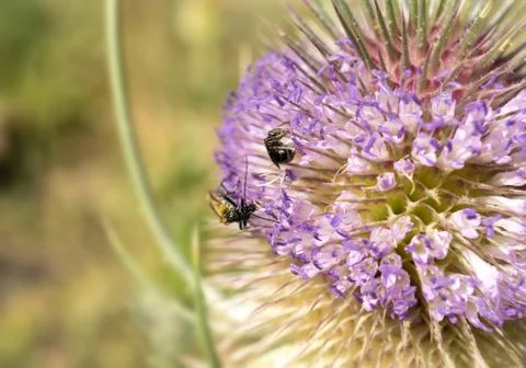 Moth extracting nectar from a thistle Foto stock