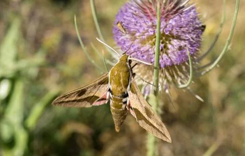 Moth extracting nectar from a thistle Foto stock