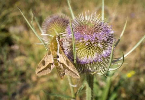 Moth extracting nectar from a thistle Stock Photos